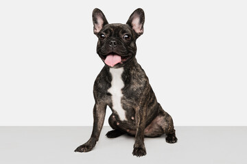 Portrait of cute puppy of French bulldog, purebred dog posing isolated over white background. Concept of pets, domestic animal, health