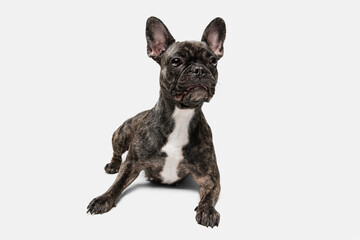 Portrait of cute puppy of French bulldog, purebred dog posing isolated over white background. Concept of pets, domestic animal, health