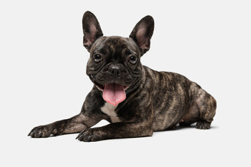 Portrait of cute puppy of French bulldog, purebred dog posing isolated over white background. Concept of pets, domestic animal, health