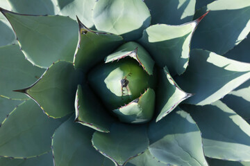 Naklejka premium Exemplary plant of the species, Agave parryi, or mescal agave, with thick leaves, with spikes and thorns in a botanical garden, Madrid, Spain
