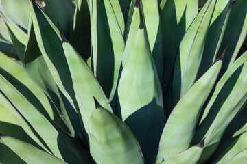 Exemplary plant of the species, Agave parryi, or mescal agave, with thick leaves, with spikes and thorns in a botanical garden, Madrid, Spain
