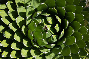 Exemplary plant of the species, Queen Victoria agave, or royal agave, with thick leaves, with spikes and thorns in a botanical garden, Madrid, Spain