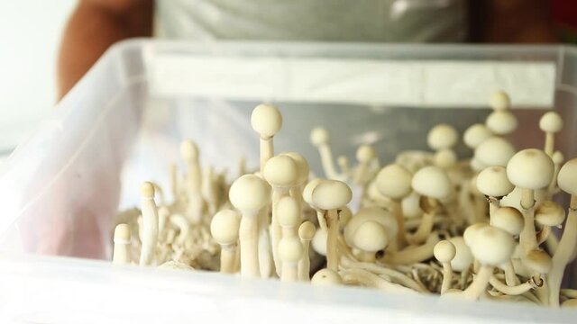 Box with psilocybin mushrooms, variety psilocybe cubensis rasta white in the hands of a man. Cultivation, creation of conditions. Microdosing, psychedelic trip, recreation and change of consciousness