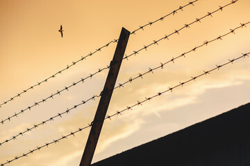 Barbed wire on background of sunset sky and bird - symbol of freedom. Barbwire perimeter fence....