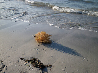 Dry bush of grass on the shore.