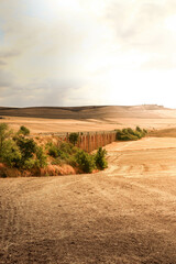 South Italy in summer. Apulian landscape near Spinazzola, Alta Murgia