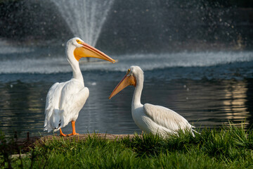 Pelicans Playing in the Water 