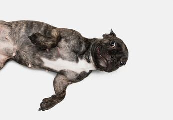 Portrait of cute puppy of French bulldog, purebred dog posing isolated over white background. Concept of pets, domestic animal, health