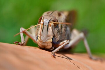 トノサマバッタ