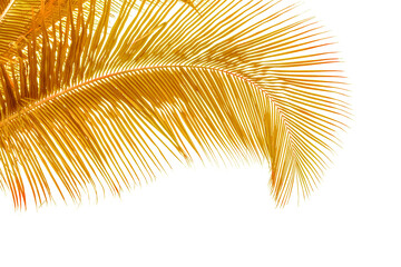 palme dorée sur fond blanc 