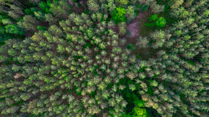 aerial view of green forest from top. drone photography.