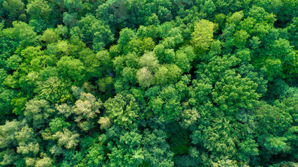 aerial view of green forest from top. drone photography.