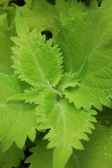 Green coleus plant 
