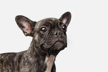 Close-up of beautiful dog, puppy of French bulldog posing isolated over white background. Concept of pets, domestic animal, health