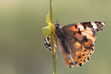 crab spider hunted painted lady butterfly also known as vanessa cardui