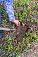 Farmer digs young yellow potatoes, garden harvesting