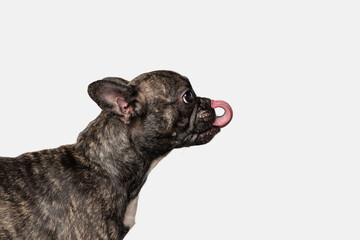 Side view of of cute puppy of French bulldog, purebred dog posing isolated over white background. Concept of pets, domestic animal, health