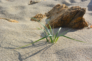 A bush of green grass grows from the sea sand. - 458233103