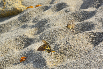 Two swallowtail butterflies on the background of sea sand. - 458233116
