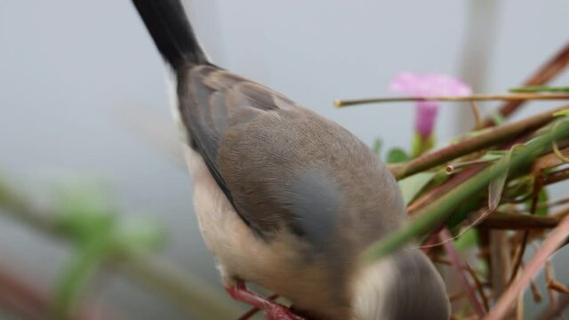 beautiful bird Java sparrow (Lonchura oryzivora) in Sabah, Malaysia.