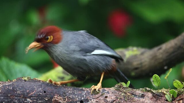 Nature wildlife footage bird of a Chestnut-hooded laughingthrush bird eating worm