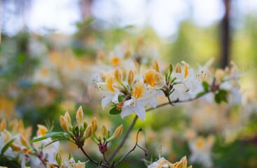 Closeup of a flower branch. White and yellow flowers, rhododendron northern hi-lights, in a forest. Trees and blue sky in the background.