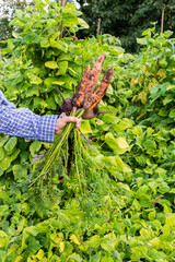 Fototapeta na wymiar Farmer holding a fresh organic bunch of carrot and beets with tops, young raw vegetables from a garden bed