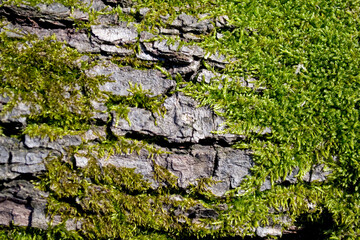 Moss and tree brak texture close-up.