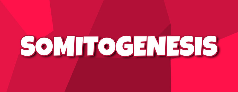 Somitogenesis - text written on irregular red background