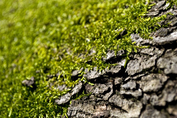 Moss and tree brak texture close-up.