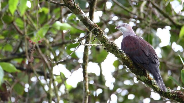 Nature wildlife image of Mountain Imperial-Pigeon standing on tree brunches.