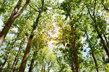 Green forest in spring time with sunlight