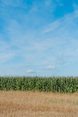 Pole kukurydzy w ciepły słoneczny letni dzień - obrazy, fototapety, plakaty