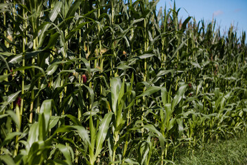 Pole kukurydzy w ciepły słoneczny letni dzień - obrazy, fototapety, plakaty