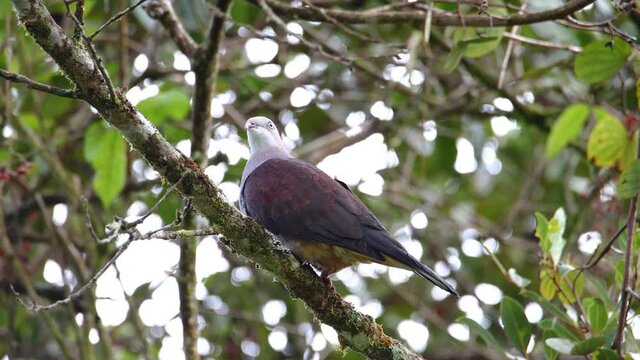 Nature wildlife image of Mountain Imperial-Pigeon standing on tree brunches.