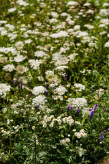 Obraz na płótnie Canvas kwietna łąka w piękny słoneczny dzień, kwiaty na łące, naturalna łąka