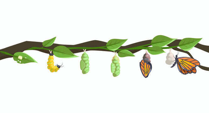 Butterfly metamorphosis and life cycle of larva