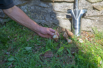 Obraz premium Planting of the daffodil bulb after removing soil plug
