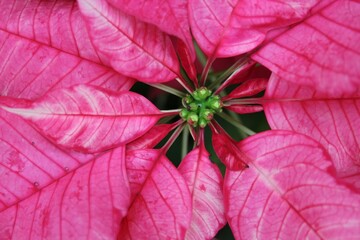 red poinsettia flower with leaves