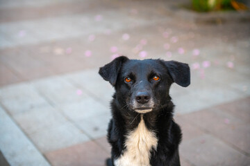 photo of a black dog on the sidewalk