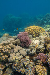 Fototapeta na wymiar Colorful, picturesque coral reef at the bottom of tropical sea, different types of hard coral, underwater landscape