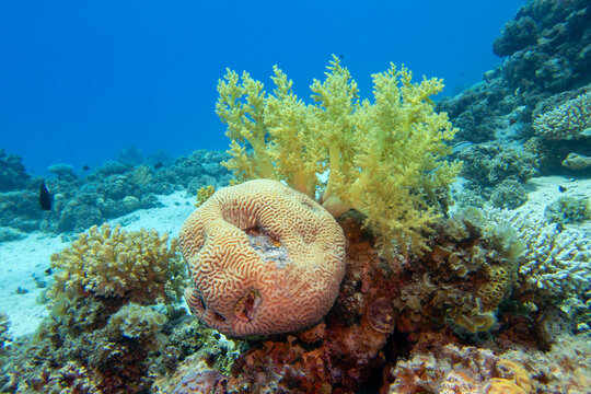 Colorful, picturesque coral reef at the bottom of tropical sea, broccoli coral and brain coral, underwater landscape