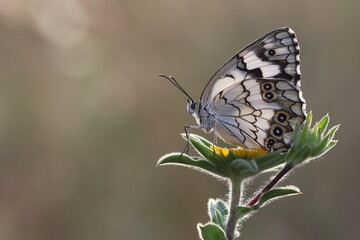 closup of Mediterranean Marbled White Butterfly or Melanargia titea wiskotti