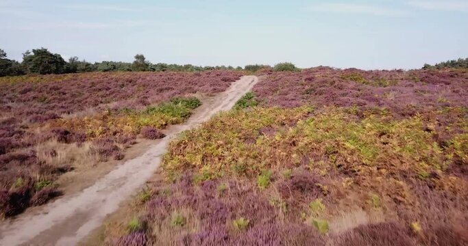 Aerial view of wild heathland in the Suffolk countryside, the area is covered in wild heather that is in full bloom and a vibrant purple colour