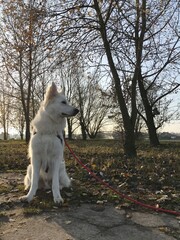 Pies biały owczarek szwajcarski jesienią na spacerze