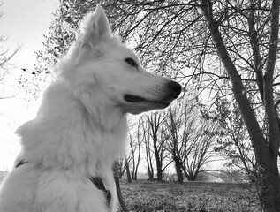 Pies biały owczarek na spacerze zimą - obrazy, fototapety, plakaty