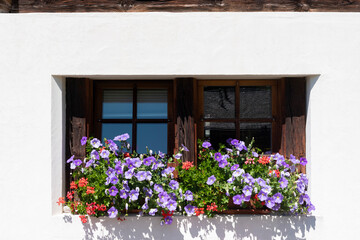 Fototapeta na wymiar Window decorated with petunias in Bellwald
