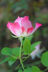 pink rose in garden