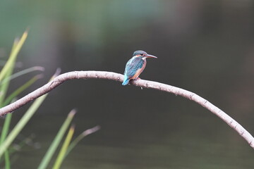 kingfisher is in the forest