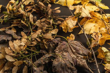 Birch branches with yellow leaves on black stone concrete background